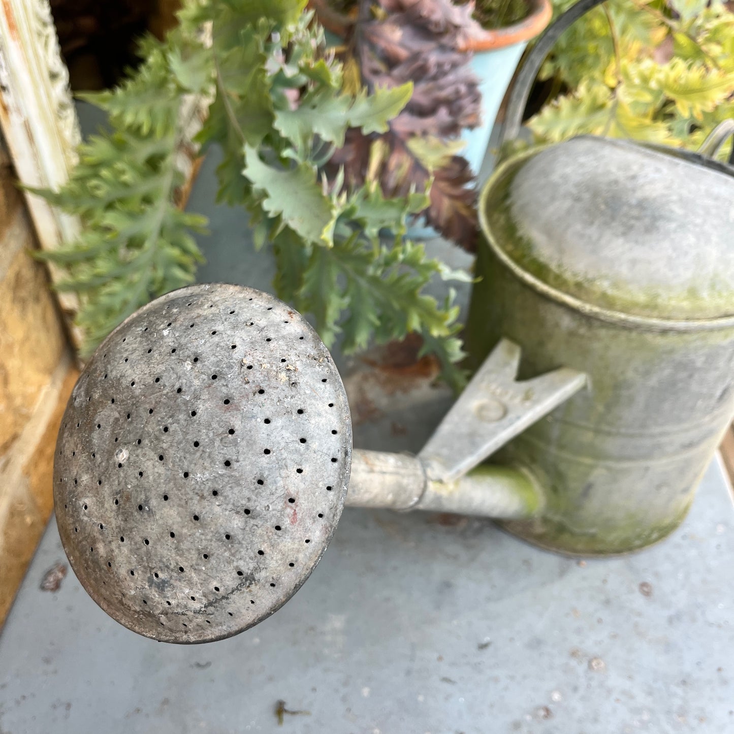 A galvanized vintage watering can with a rose spout, featuring a weathered finish and classic design, perfect for gardening