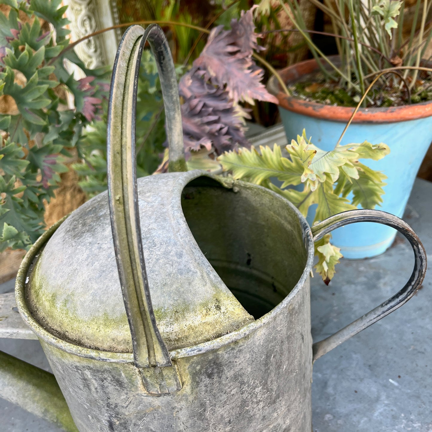 A galvanized vintage watering can with a rose spout, featuring a weathered finish and classic design, perfect for gardening