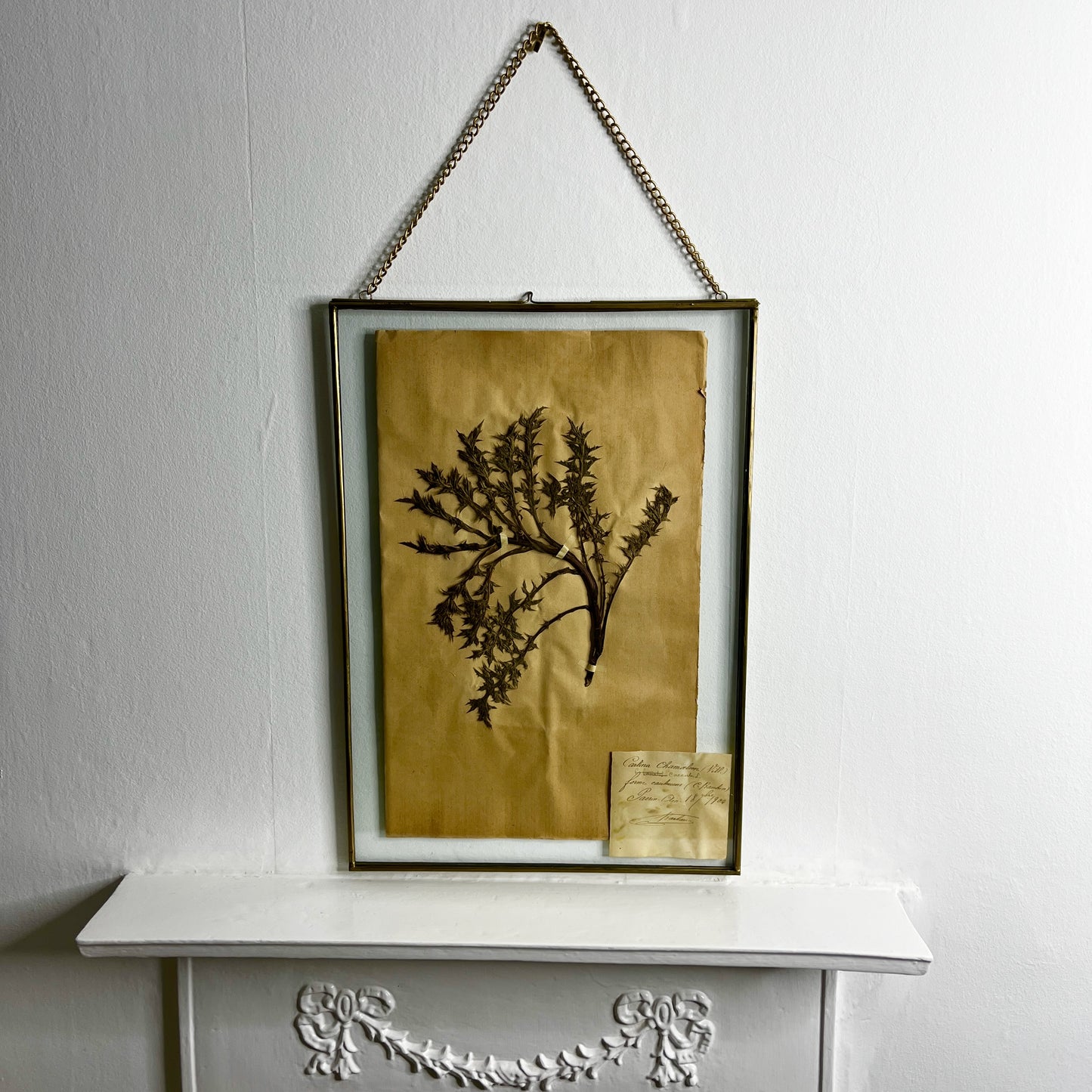 Framed botanical print with a branch on a white surface and wall.