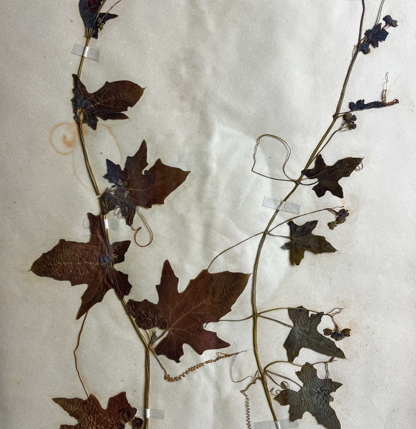 Decorative metal leaf and vine design on a textured white background