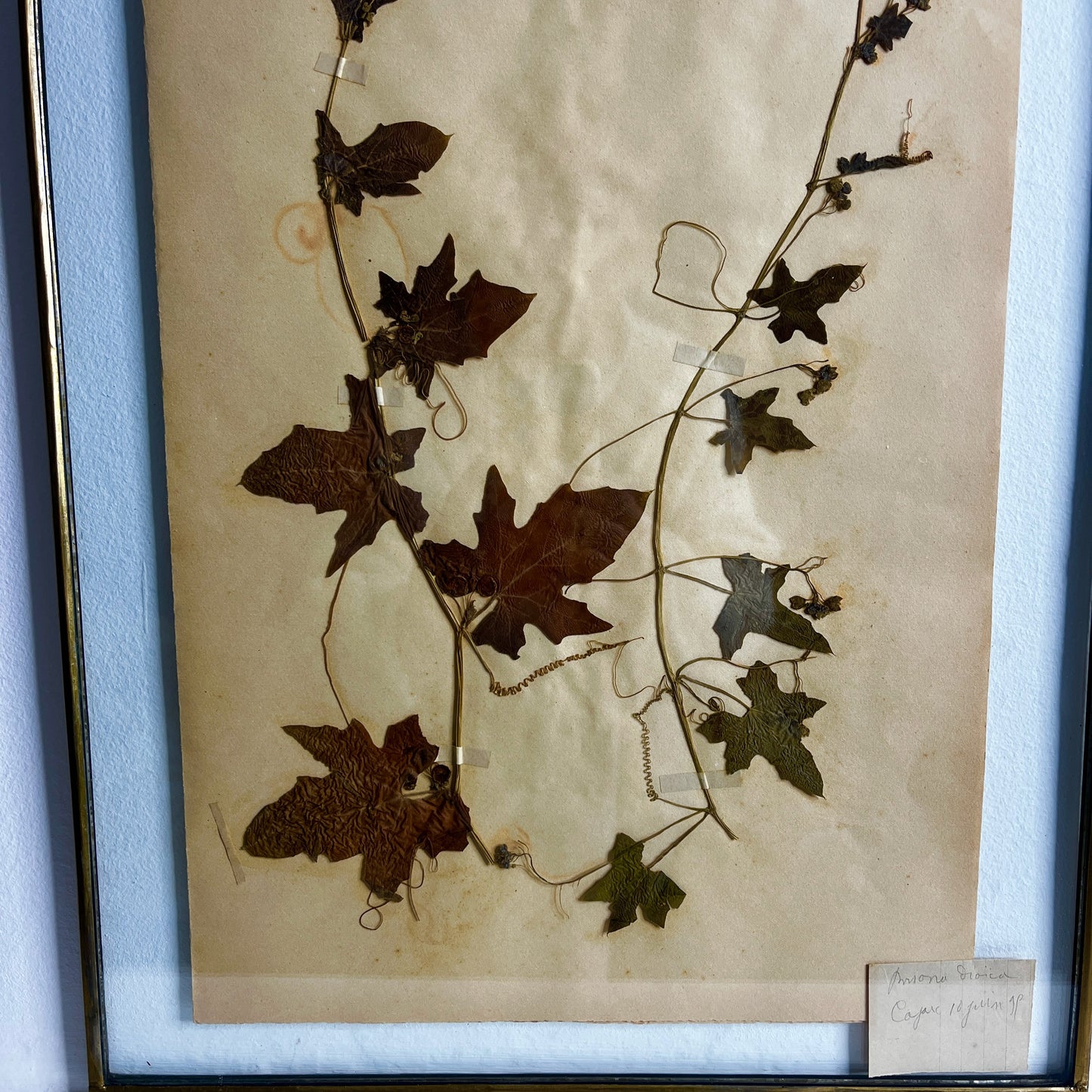 Framed botanical specimen with pressed leaves and twigs on a beige background
