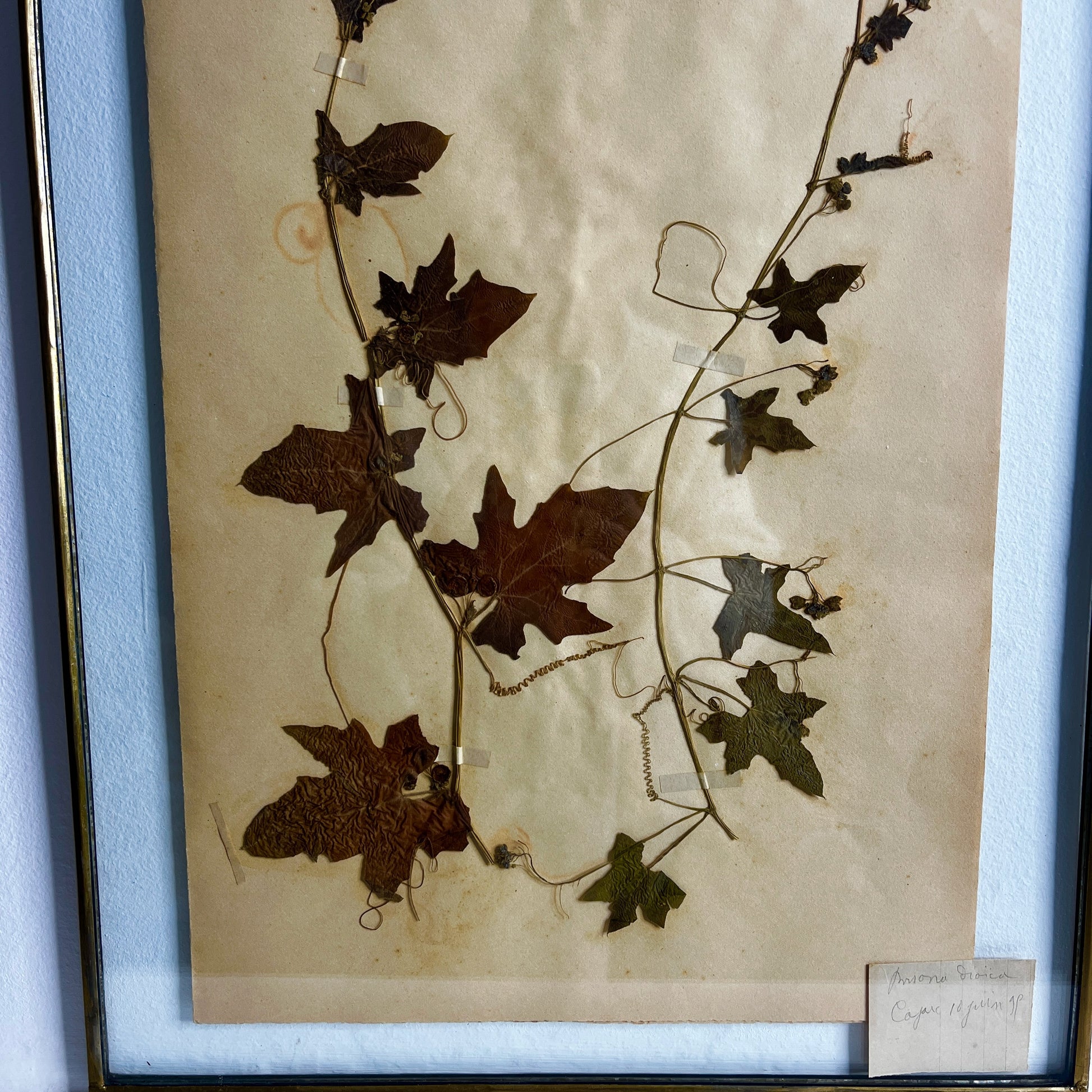 Framed botanical specimen with pressed leaves and twigs on a beige background