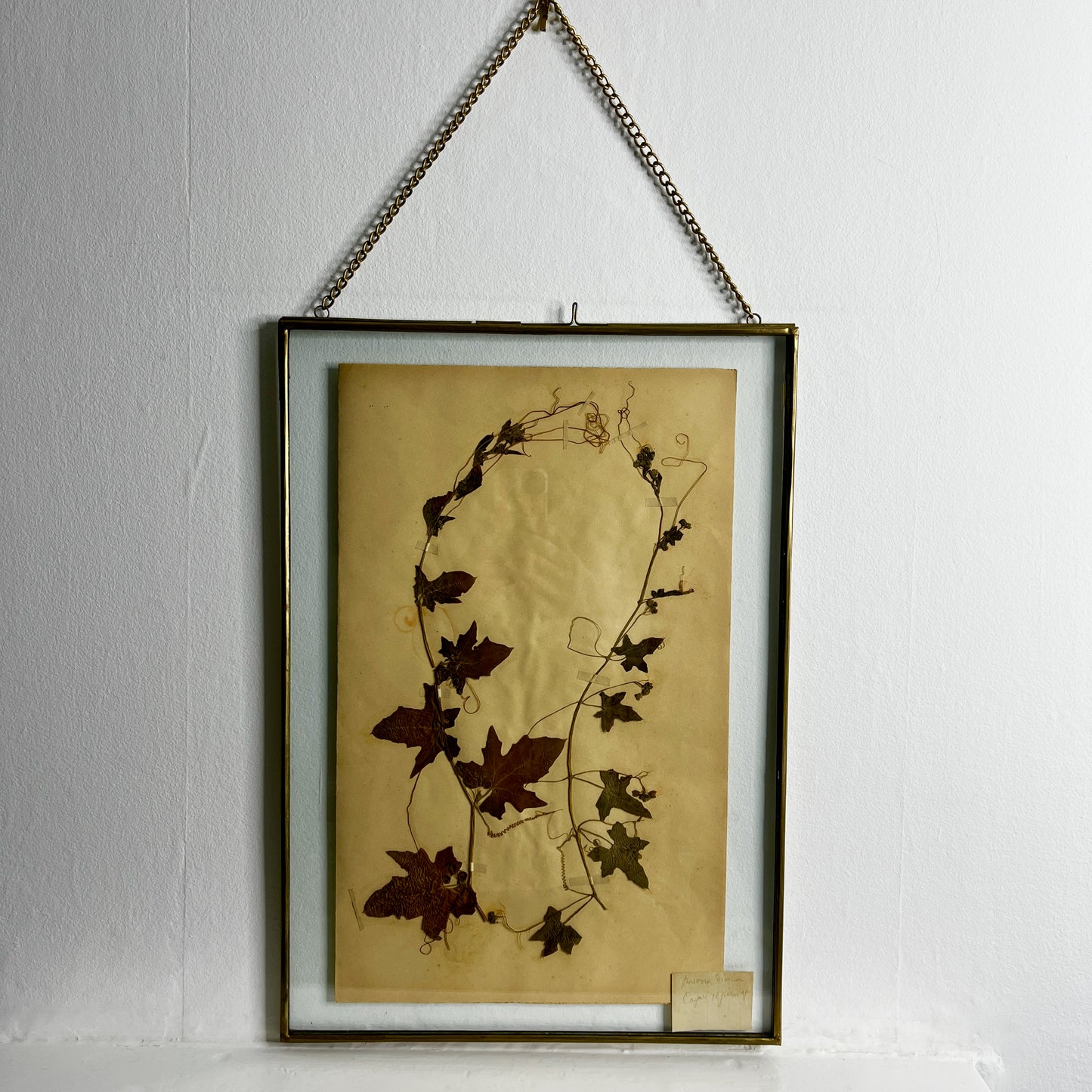 Framed botanical illustration with dried leaves on a white wall