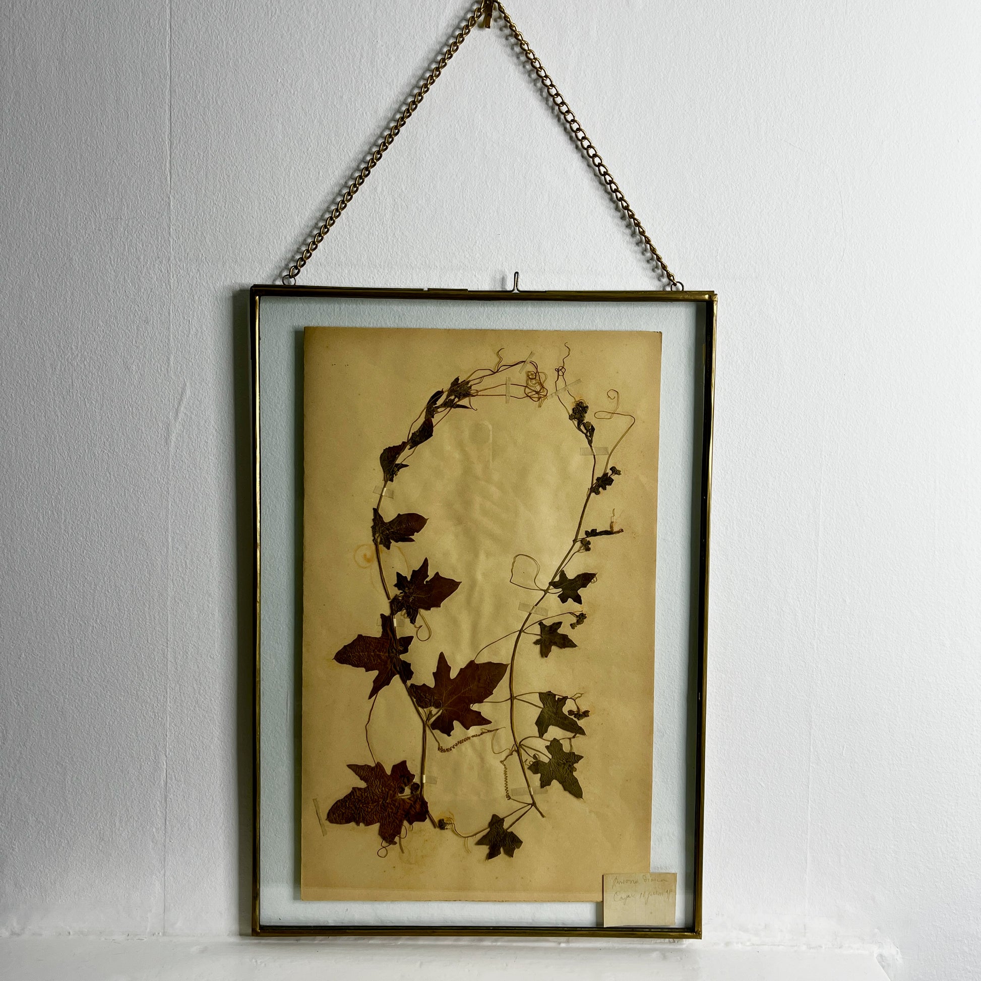 Framed botanical illustration with dried leaves on a white wall
