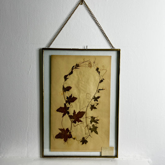 Framed botanical illustration with dried leaves on a white wall