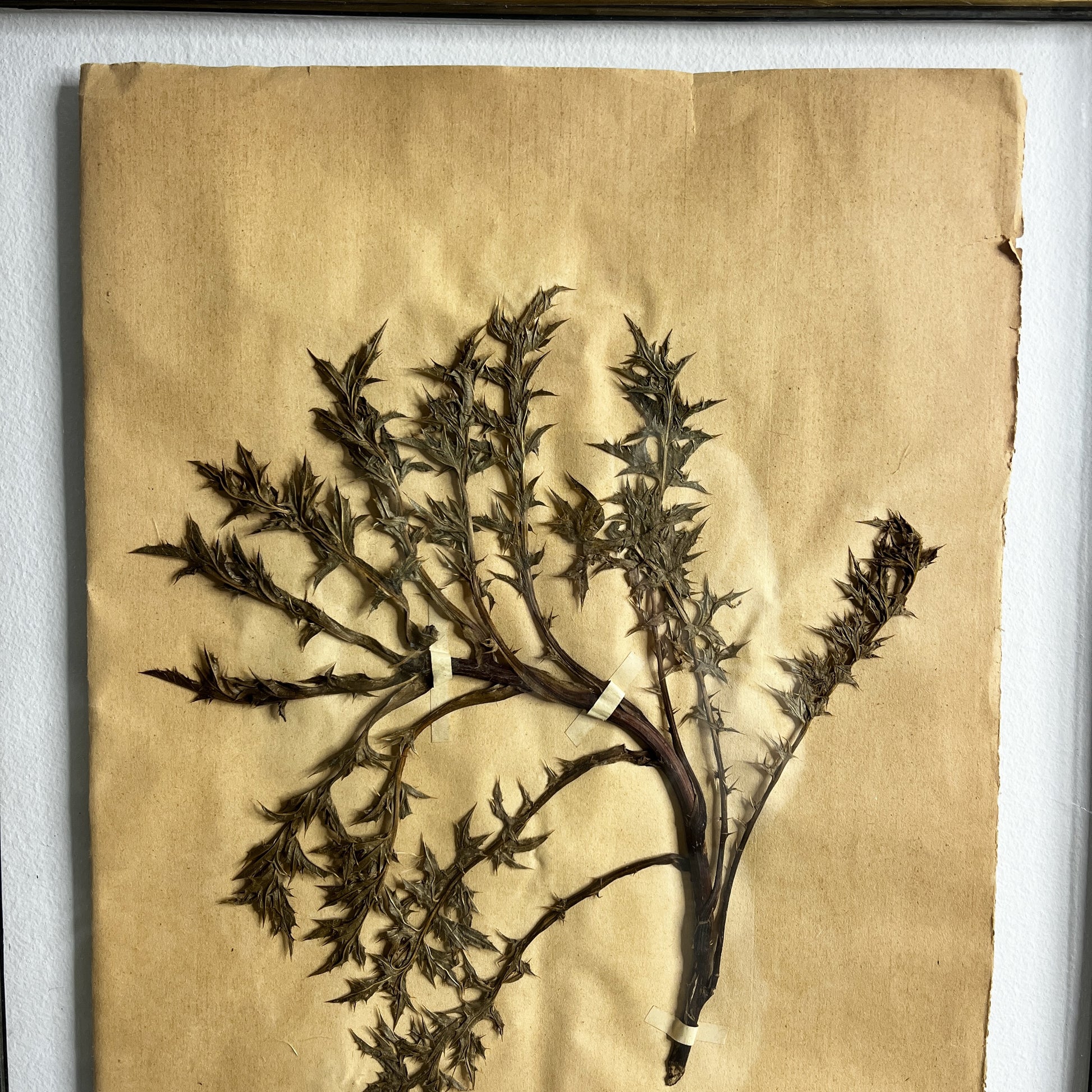 Dried plant specimen on a textured beige background