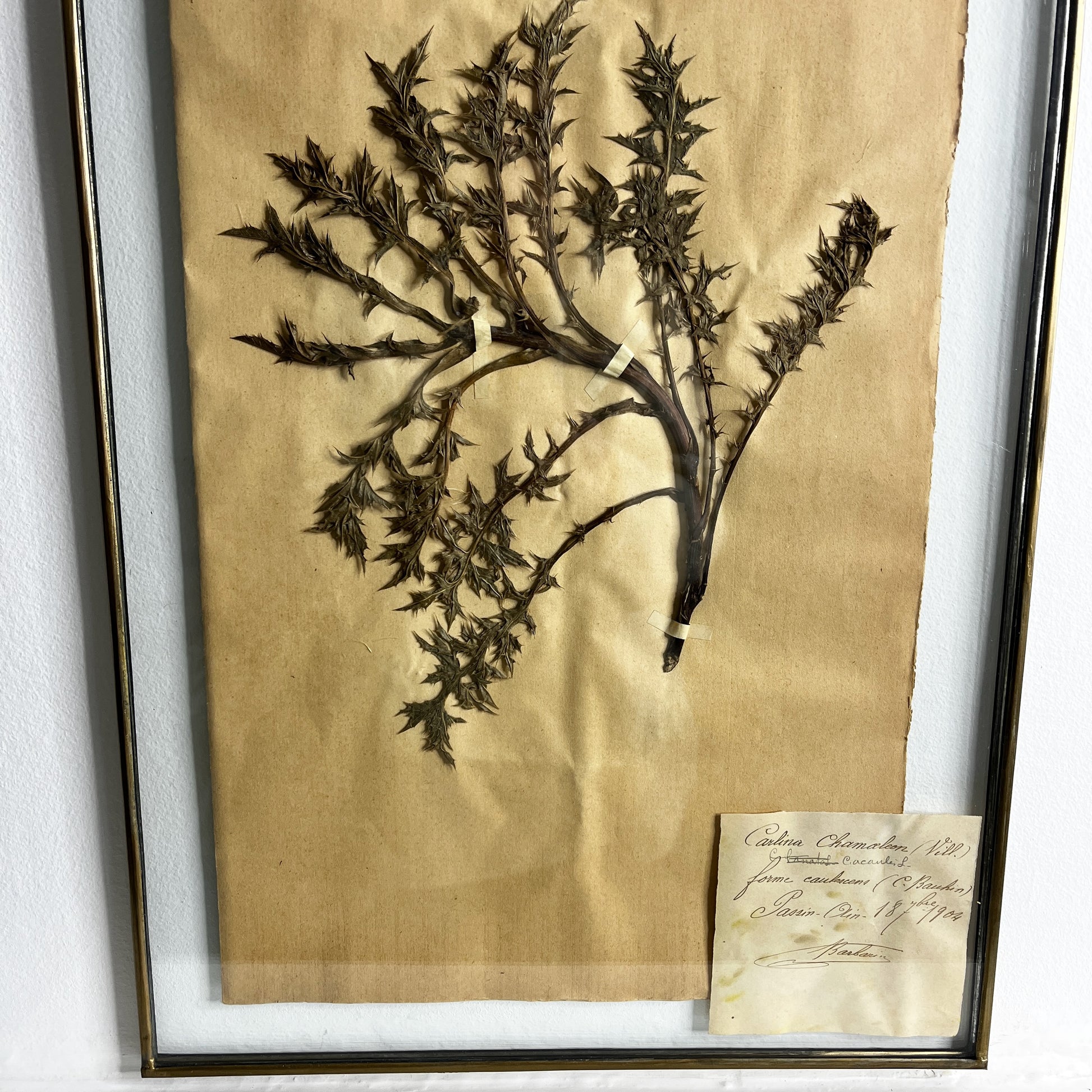 Framed botanical specimen on a beige background with a label.