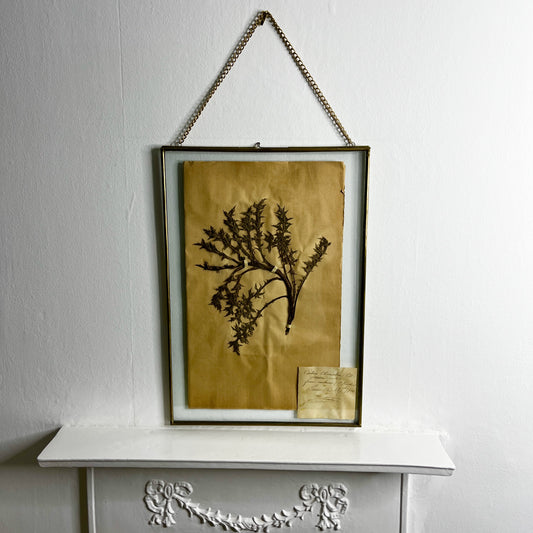 Framed botanical print with a branch on a white surface and wall.