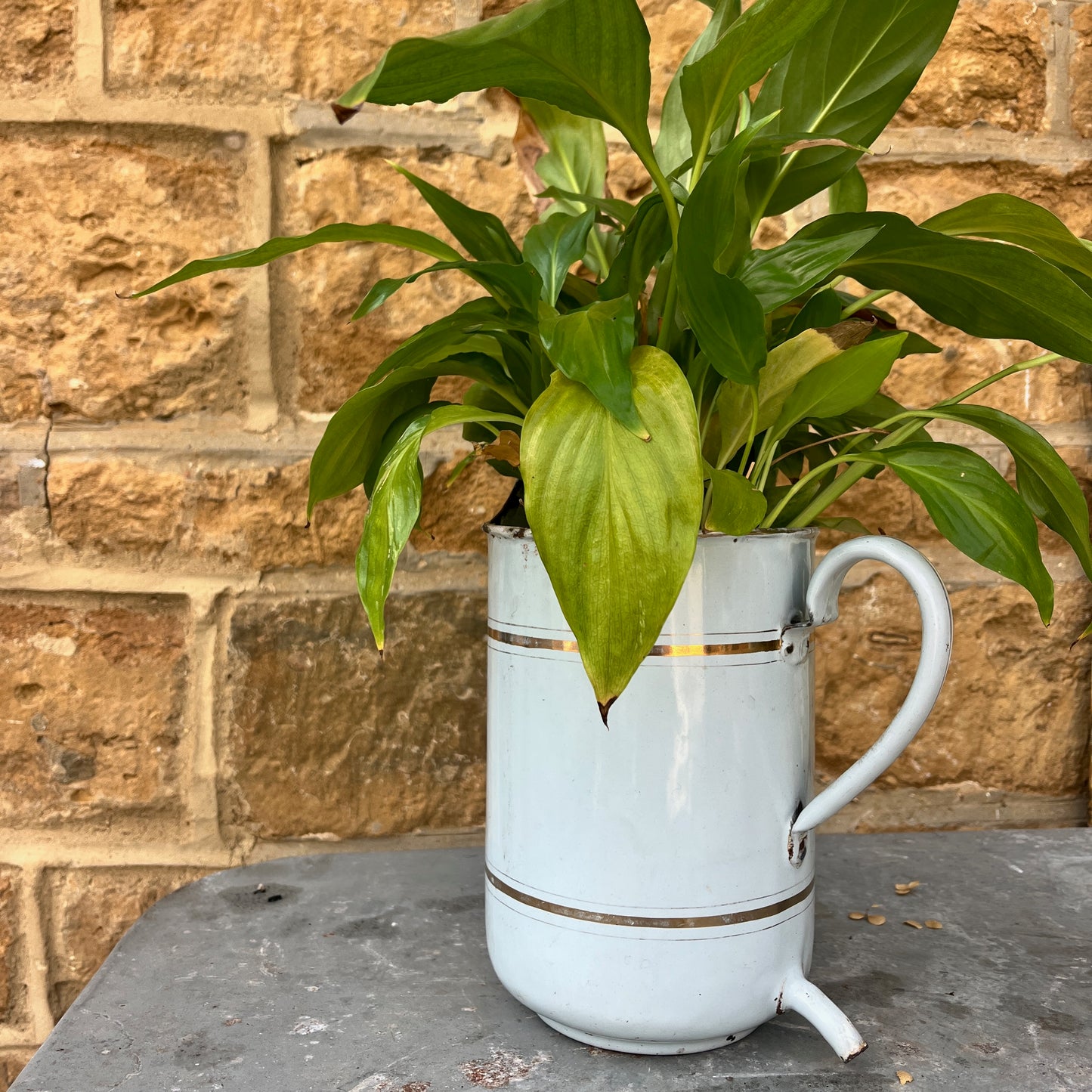 A French irrigation container made of enamel with a white, slightly chipped finish, featuring internal measurement markings etched along the interior wall. The cylindrical container has a sturdy handle and a spout, exuding vintage utility charm