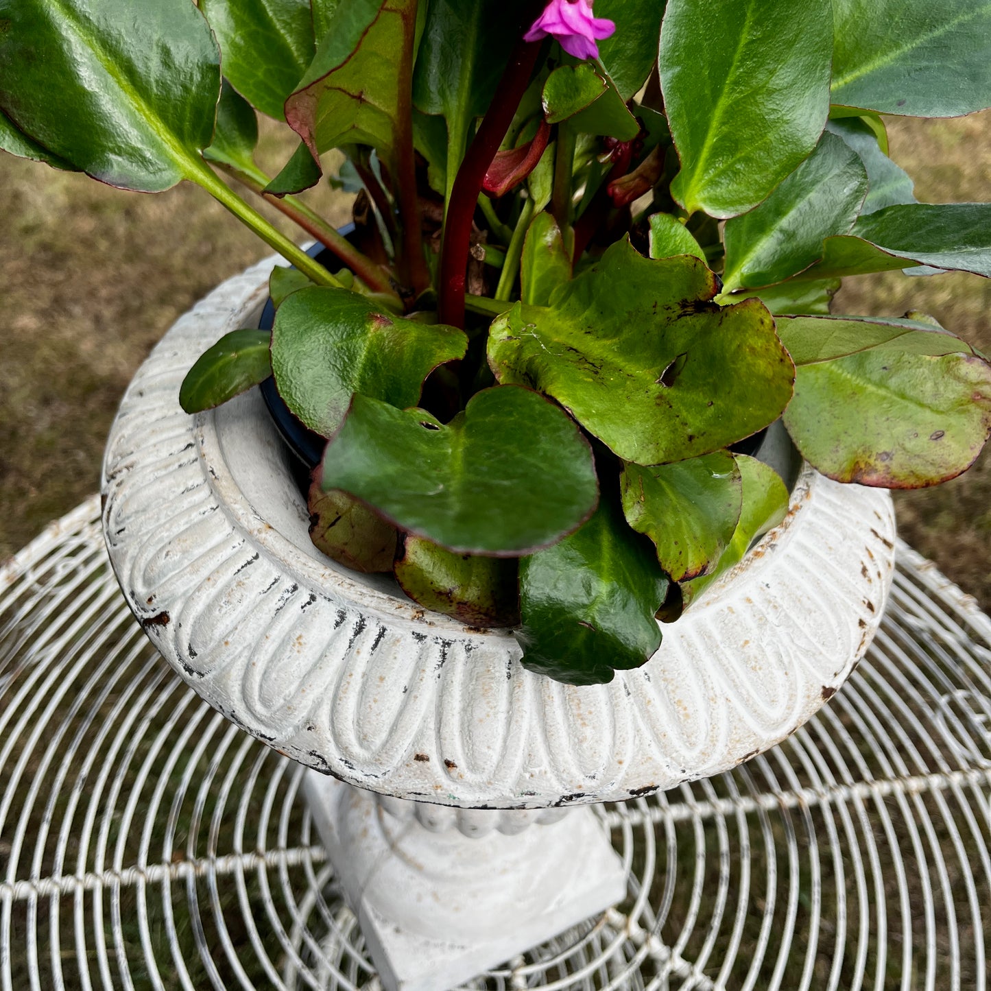 Large White Vintage Cast Iron Urn Planter with Pedestal Base